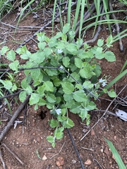 Rhinacanthus xerophilus