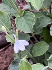 Rhinacanthus xerophilus