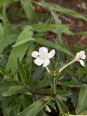Clerodendrum ternatum