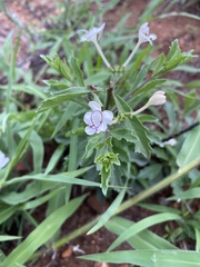 Clerodendrum ternatum