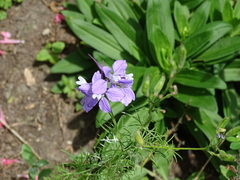 Delphinium ajacis