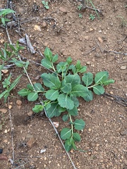 Corbichonia decumbens