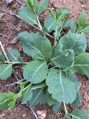 Corbichonia decumbens