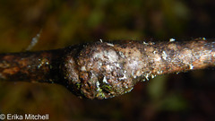 Euhexomyza schineri