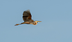 Ardea purpurea