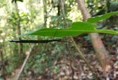Marmessoidea