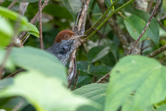 Orthotomus derbianus