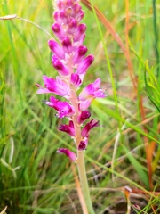 Lachenalia salteri