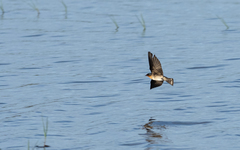 Hirundo tahitica