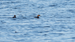 Tachybaptus ruficollis