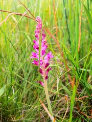 Lachenalia salteri