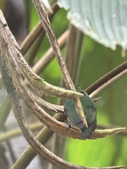 Lepidothrix velutina