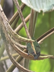 Lepidothrix velutina