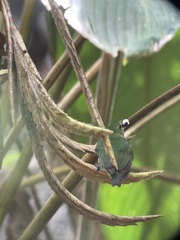 Lepidothrix velutina