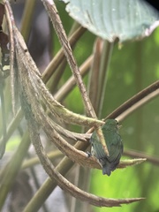 Lepidothrix velutina