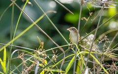 Cisticola exilis