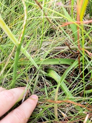 Lachenalia salteri