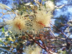 Eucalyptus armillata