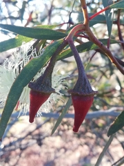 Eucalyptus armillata