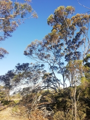 Eucalyptus armillata