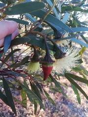 Eucalyptus armillata