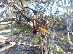Eucalyptus armillata