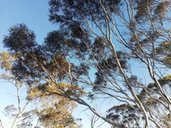 Eucalyptus armillata