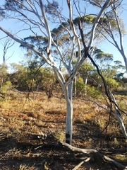 Eucalyptus armillata