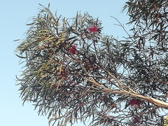 Eucalyptus armillata