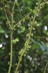 Cestrum schlechtendalii