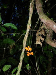 Sciadotenia cayennensis