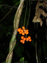 Sciadotenia cayennensis