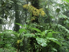 Jessea cooperi
