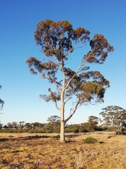 Eucalyptus salmonophloia