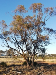 Eucalyptus loxophleba supralaevis
