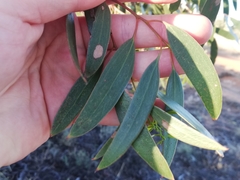 Eucalyptus loxophleba supralaevis