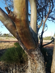 Eucalyptus loxophleba supralaevis