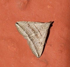 Lysimelia neleusalis