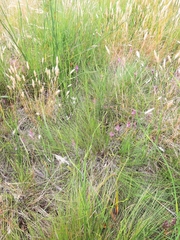 Lachenalia salteri