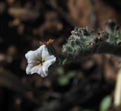 Heliotropium rotundifolium