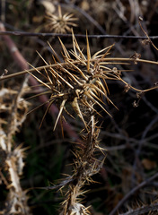 Onopordum palaestinum