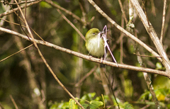Hylophilus amaurocephalus