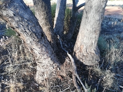Eucalyptus loxophleba supralaevis