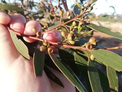 Eucalyptus loxophleba supralaevis