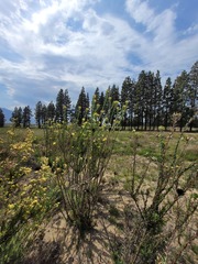 Leucadendron chamelaea