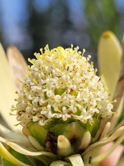 Leucadendron chamelaea