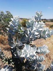 Eucalyptus macrocarpa