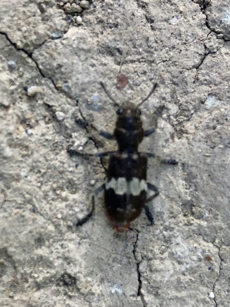 Red-bellied Clerid