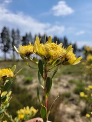 Leucadendron chamelaea
