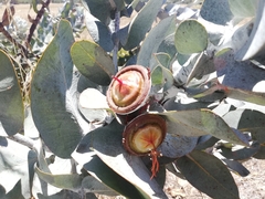 Eucalyptus macrocarpa